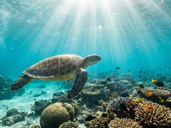 Swim with sea turtles