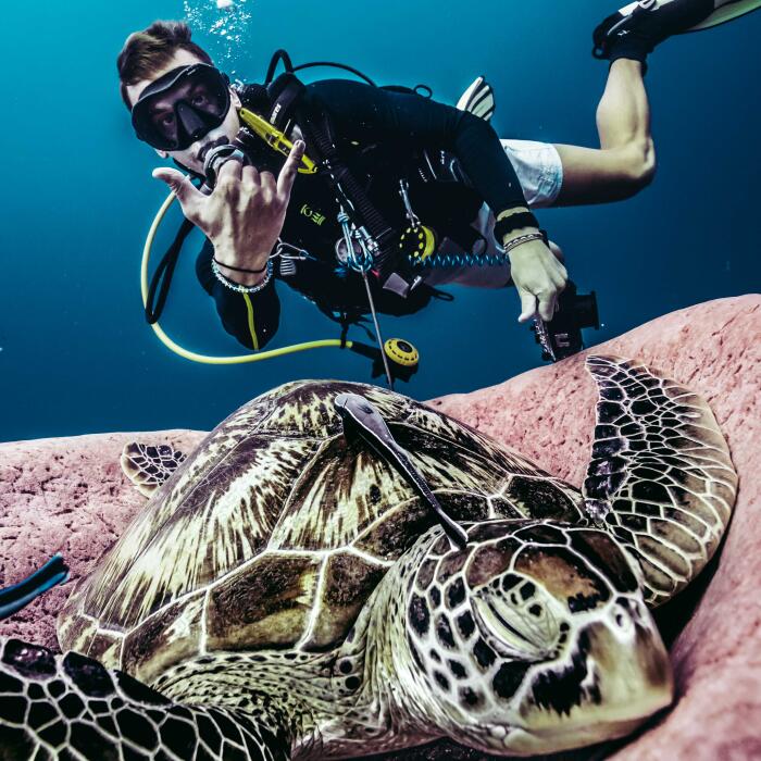 Turtle Diving gili trawangan